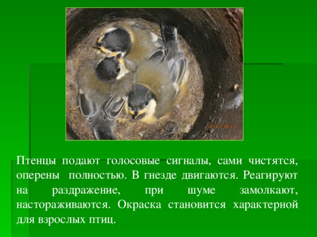 Птенцы подают голосовые сигналы, сами чистятся, оперены полностью. В гнезде двигаются. Реагируют на раздражение, при шуме замолкают, настораживаются. Окраска становится характерной для взрослых птиц. 