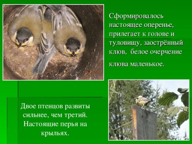 Сформировалось настоящее оперенье, прилегает к голове и туловищу, заострённый клюв, белое очерчение клюва маленькое.  Двое птенцов развиты сильнее, чем третий. Настоящие перья на крыльях. 