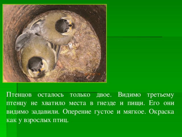 Птенцов осталось только двое. Видимо третьему птенцу не хватило места в гнезде и пищи. Его они видимо задавили. Оперение густое и мягкое. Окраска как у взрослых птиц. 