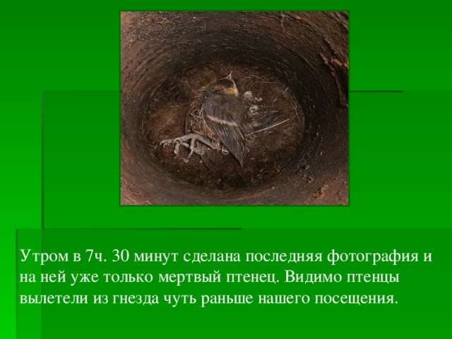 Утром в 7ч. 30 минут сделана последняя фотография и на ней уже только мертвый птенец. Видимо птенцы вылетели из гнезда чуть раньше нашего посещения. 