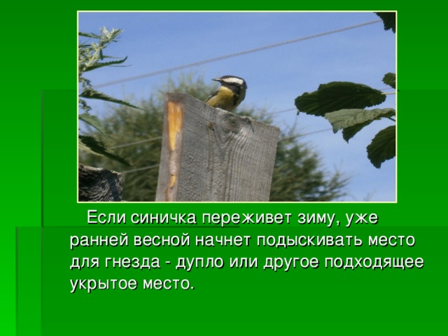  Если синичка переживет зиму, уже ранней весной начнет подыскивать место для гнезда - дупло или другое подходящее укрытое место. 