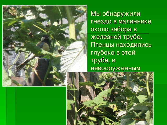 Мы обнаружили гнездо в малиннике около забора в железной трубе. Птенцы находились глубоко в этой трубе, и невооруженным глазом их не видно. 