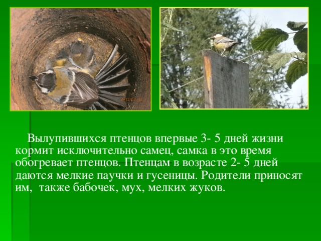 Вылупившихся птенцов впервые 3- 5 дней жизни кормит исключительно самец, самка в это время обогревает птенцов.  Птенцам в возрасте 2- 5 дней даются мелкие паучки и гусеницы.  Родители приносят им, также бабочек, мух, мелких жуков.  