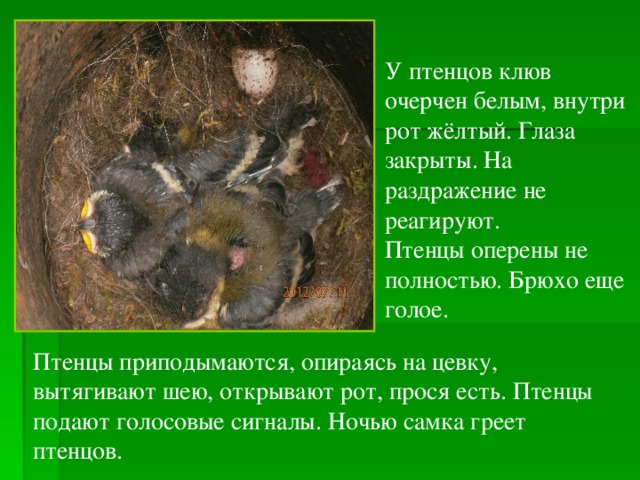 У птенцов клюв очерчен белым, внутри рот жёлтый. Глаза закрыты. На раздражение не реагируют. Птенцы оперены не полностью. Брюхо еще голое. Птенцы приподымаются, опираясь на цевку, вытягивают шею, открывают рот, прося есть. Птенцы подают голосовые сигналы. Ночью самка греет птенцов. 