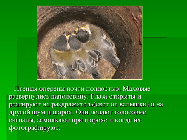  Птенцы оперены почти полностью. Маховые развернулись наполовину. Глаза открыты и реагируют на раздражитель(свет от вспышки) и на другой шум и шорох. Они подают голосовые сигналы, замолкают при шорохе и когда их фотографируют. 