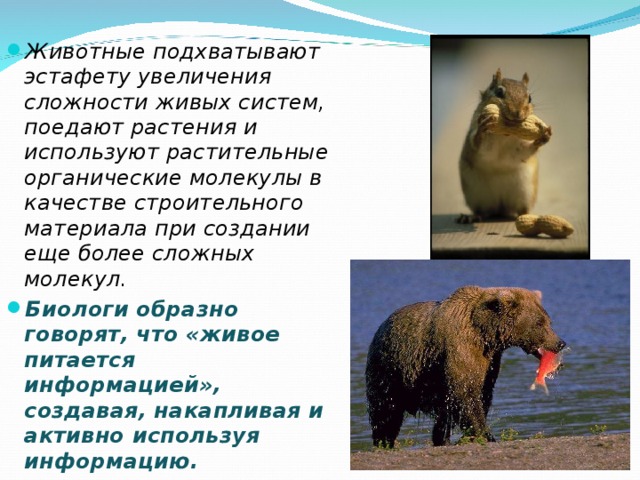 Животные подхватывают эстафету увеличения сложности живых систем, поедают растения и используют растительные органические молекулы в качестве строительного материала при создании еще более сложных молекул. Биологи образно говорят, что «живое питается информацией», создавая, накапливая и активно используя информацию. 