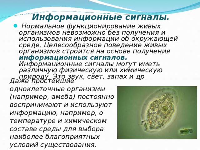 Информационные сигналы.  Нормальное функционирование живых организмов невозможно без получения и использования информации об окружающей среде. Целесообразное поведение живых организмов строится на основе получения  информационных сигналов. Информационные сигналы могут иметь различную физическую или химическую природу. Это звук, свет, запах и др. Даже простейшие одноклеточные организмы (например, амеба) постоянно воспринимают и используют информацию, например, о температуре и химическом составе среды для выбора наиболее благоприятных условий существования.  