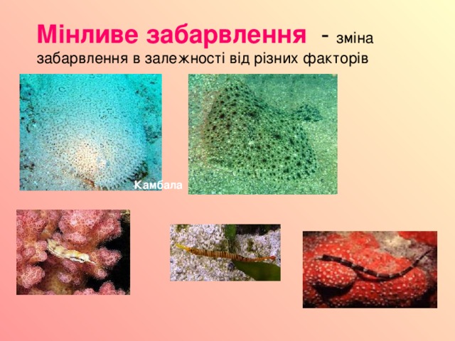 Мінливе забарвлення - зміна забарвлення в залежності від різних факторів Камбала 