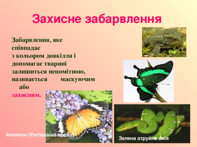 Захисне забарвлення  Забарвлення, яке співпадає з кольором довкілля і допомагає тварині залишиться непомітною, називається маскуючим або захисним.   Аполлон (Parnassіus apollo)  Зелена отруйна змія 