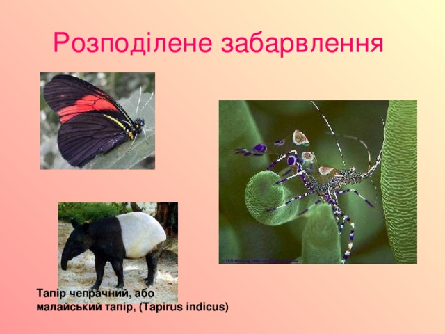 Розподілене забарвлення  Тапір чепрачний, або малайський тапір, (Tapirus indicus) 