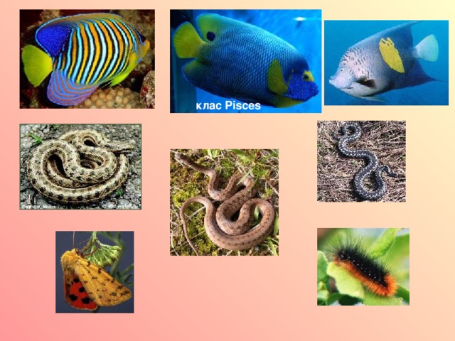 клас Pisces 