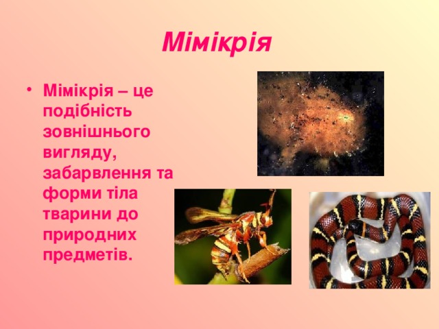 Мімікрія  Мімікрія – це подібність зовнішнього вигляду, забарвлення та форми тіла тварини до природних предметів. 