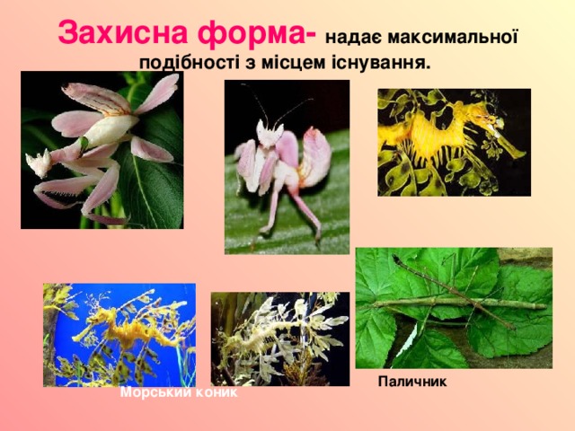 Захисна форма- надає максимальної подібності з місцем існування.   Паличник Морський коник 