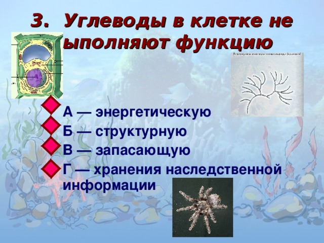 3.  Углеводы в клетке не выполняют функцию  А — энергетическую Б — структурную В — запасающую Г — хранения наследственной информации 