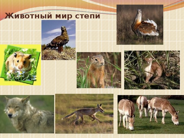 Презентация животные степи