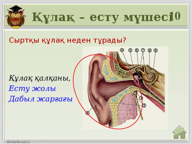 Сезім мүшелері презентация