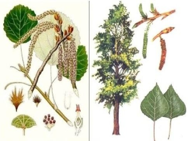 Плоды осины картинки