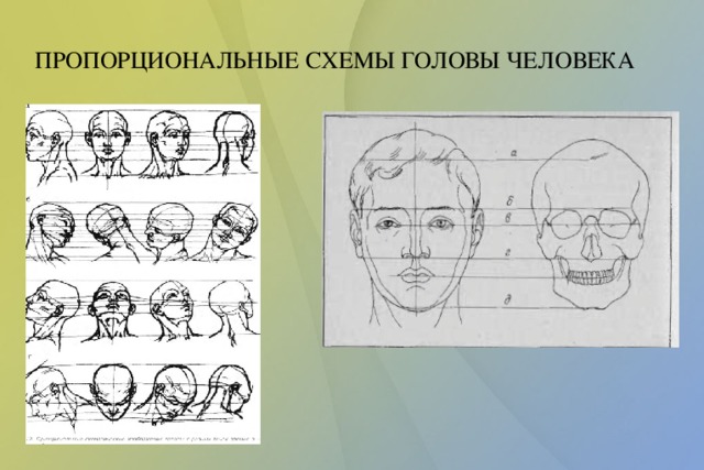 Голова человека схема