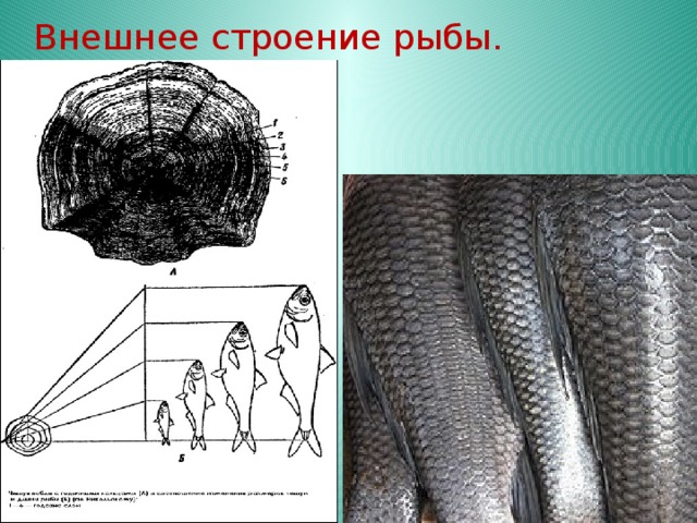 Внешнее строение рыбы. 