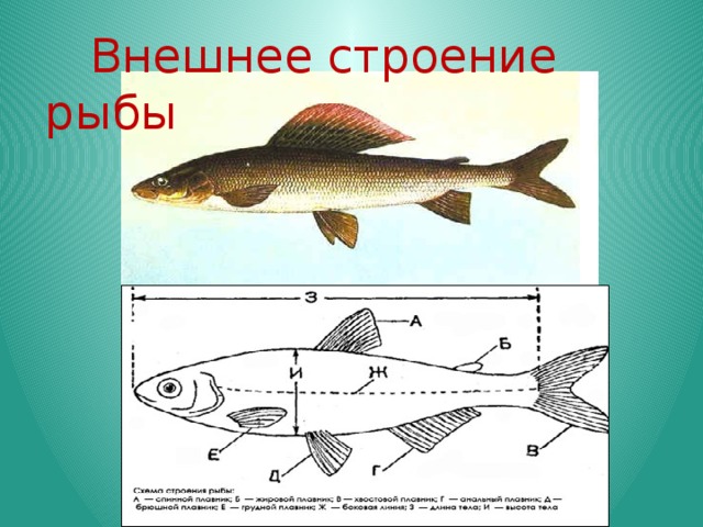  Внешнее строение рыбы 