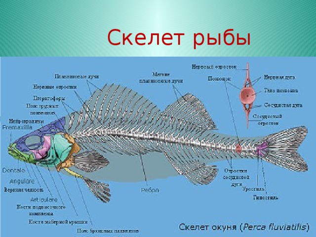  Скелет рыбы 