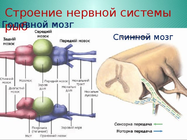 Строение нервной системы рыб Головной мозг Спинной мозг 