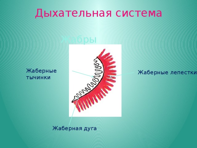 Дыхательная система Жабры Жаберные тычинки Жаберные лепестки Жаберная дуга 