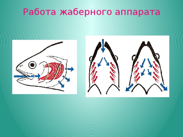 Работа жаберного аппарата 