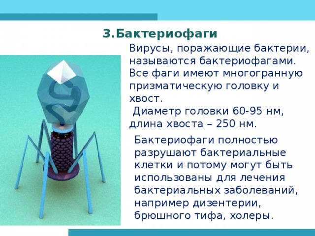 3.Бактериофаги Вирусы, поражающие бактерии, называются бактериофагами. Все фаги имеют многогранную призматическую головку и хвост.  Диаметр головки 60-95 нм, длина хвоста – 250 нм. Бактериофаги полностью разрушают бактериальные клетки и потому могут быть использованы для лечения бактериальных заболеваний, например дизентерии, брюшного тифа, холеры. 