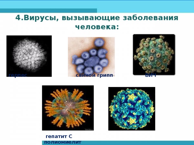 4.Вирусы, вызывающие заболевания человека: герпес свиной грипп ВИЧ   гепатит С полиомиелит 