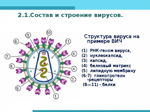2.1.Состав и строение вирусов.  Структура вируса на примере ВИЧ   (1) РНК-геном вируса, (2) нуклеокапсид, (3) капсид, (4) белковый матрикс (5) липидную мембрану (6-7) гликопротеин -рецепторы  (8—11) - белки 