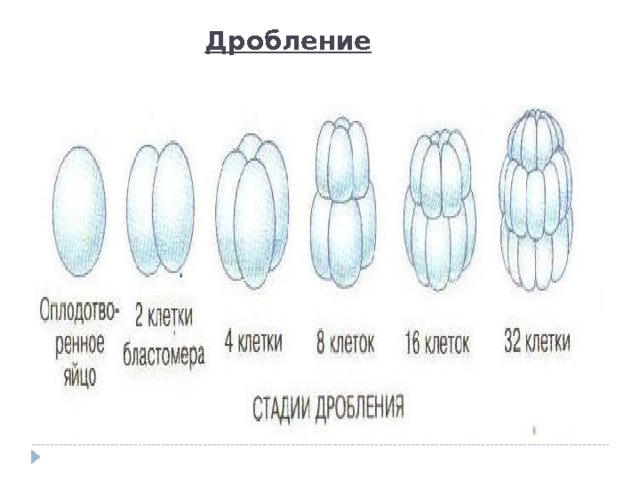 Дробление 