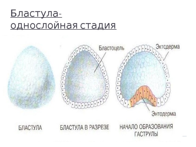 Бластула-  однослойная стадия 