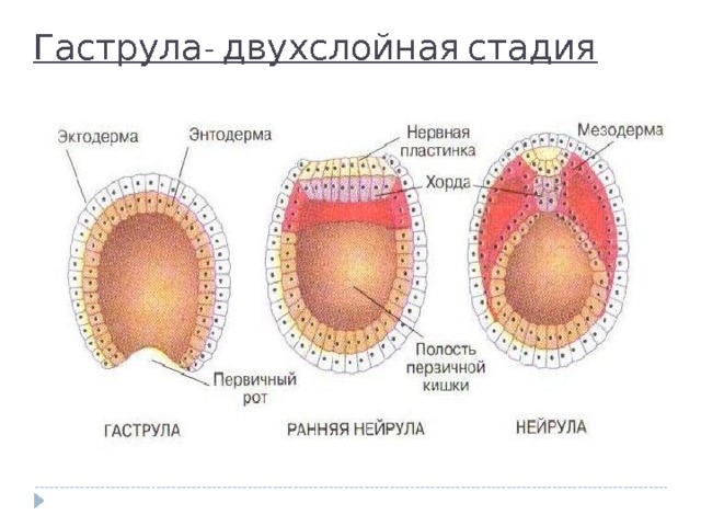 Гаструла- двухслойная стадия 