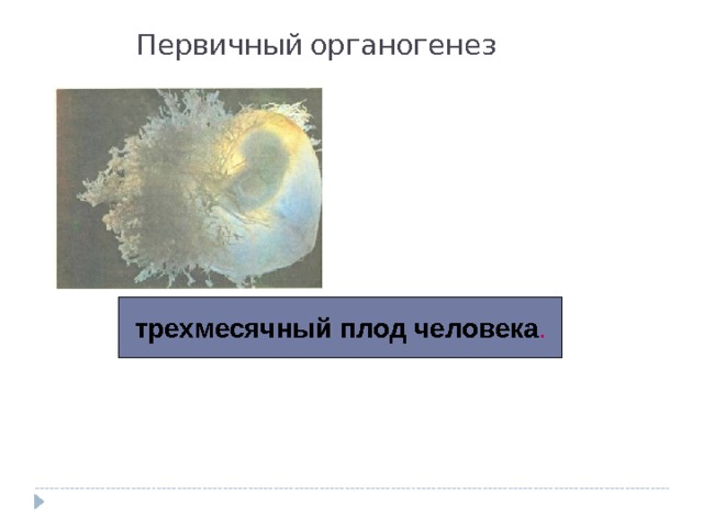 Первичный органогенез трехмесячный плод человека . 