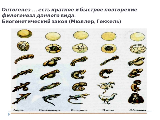 Онтогенез . . . есть краткое и быстрое повторение филогенеза данного вида.  Биогенетический закон (Мюллер, Геккель) 