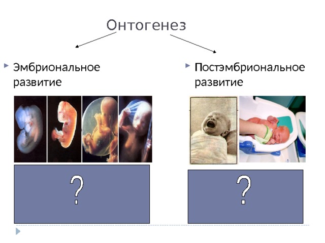 Онтогенез Эмбриональное развитие Постэмбриональное развитие 