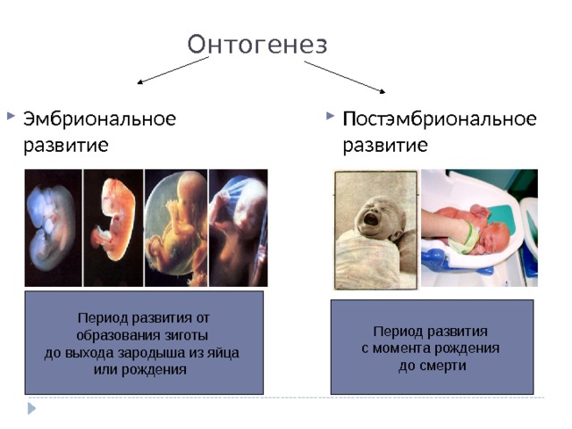 Онтогенез Эмбриональное развитие Постэмбриональное развитие Период развития от образования зиготы до выхода зародыша из яйца или рождения Период развития с момента рождения до смерти 