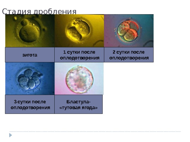 Стадия дробления зигота 1 сутки после  оплодотворения 2 сутки после  оплодотворения 3 сутки после  оплодотворения Бластула- «тутовая ягода» 