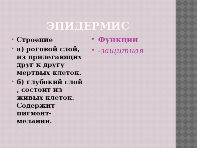 Эпидермис Функции -защитная  Строение а) роговой слой, из прилегающих друг к другу мертвых клеток. б) глубокий слой , состоит из живых клеток. Содержит пигмент-меланин. 