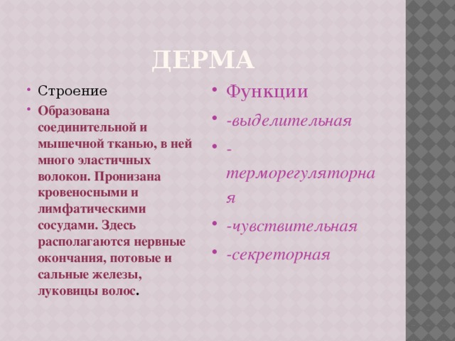 Дерма Строение Образована соединительной и мышечной тканью, в ней много эластичных волокон. Пронизана кровеносными и лимфатическими сосудами. Здесь располагаются нервные окончания, потовые и сальные железы, луковицы волос . Функции -выделительная -терморегуляторная -чувствительная -секреторная  