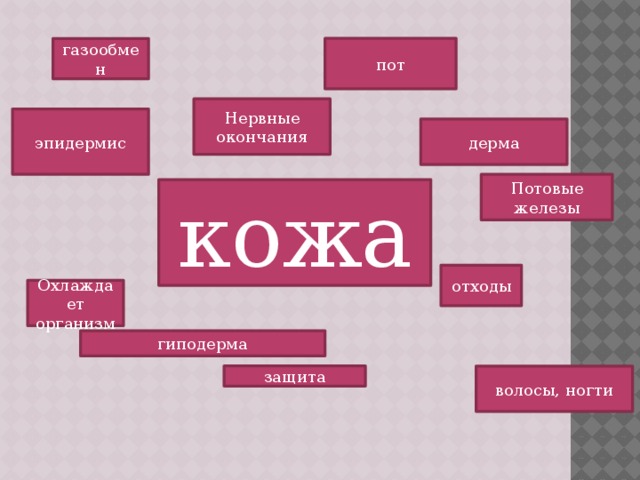 газообмен пот Нервные окончания эпидермис дерма Потовые железы кожа отходы Охлаждает организм гиподерма защита волосы, ногти 