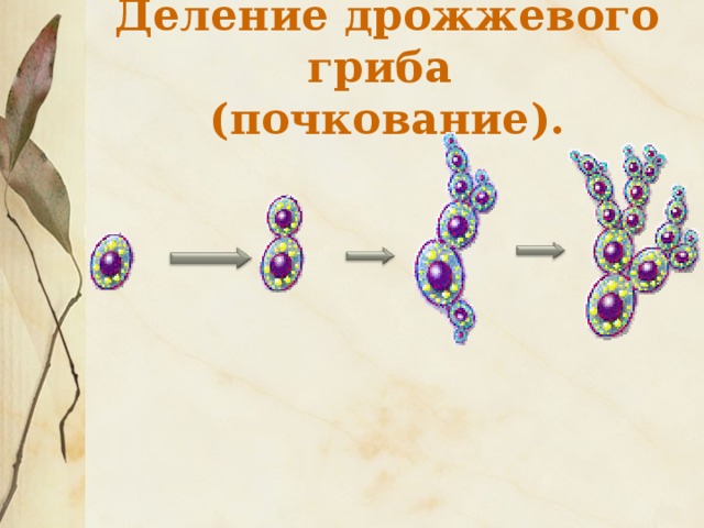 Биология 5 класс плесневые грибы и дрожжи презентация 5 класс