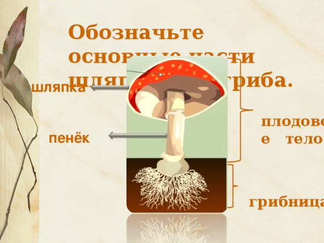 Шляпочные грибы 5 класс биология презентация