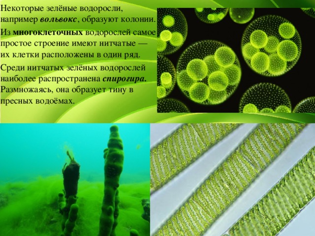   Некоторые зелёные водоросли, например вольвокс , образуют колонии.   Из многоклеточных водорослей самое простое строение имеют нитчатые — их клетки расположены в один ряд.   Среди нитчатых зелёных водорослей наиболее распространена спирогира. Размножаясь, она образует тину в пресных водоёмах. 
