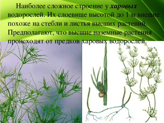   Наиболее сложное строение у харовых  водорослей. Их слоевище высотой до 1 м внешне похоже на стебли и листья высших растений.  Предполагают, что высшие наземные растения происходят от предков харовых водорослей. 