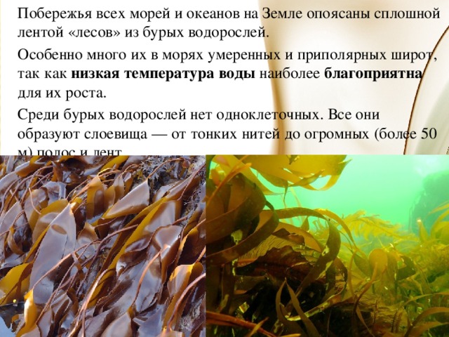   Побережья всех морей и океанов на Земле опоясаны сплошной лентой «лесов» из бурых водорослей.   Особенно много их в морях умеренных и приполярных широт, так как низкая температура воды наиболее благоприятна для их роста.   Среди бурых водорослей нет одноклеточных. Все они образуют слоевища — от тонких нитей до огромных (более 50 м) полос и лент. 