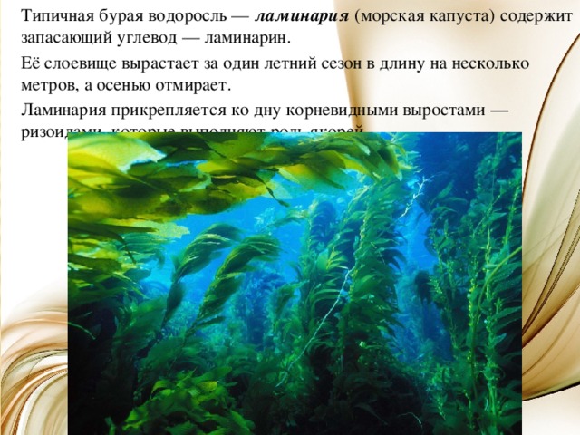   Типичная бурая водоросль — ламинария (морская капуста) содержит запасающий углевод — ламинарин.   Её слоевище вырастает за один летний сезон в длину на несколько метров, а осенью отмирает.   Ламинария прикрепляется ко дну корневидными выростами — ризоидами, которые выполняют роль якорей. 