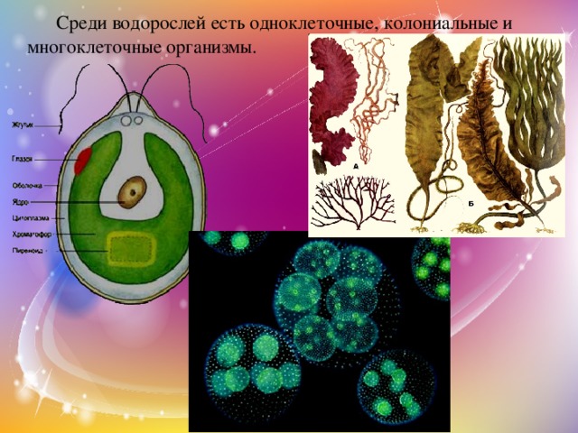   Среди водорослей есть одноклеточные, колониальные и многоклеточные организмы. 