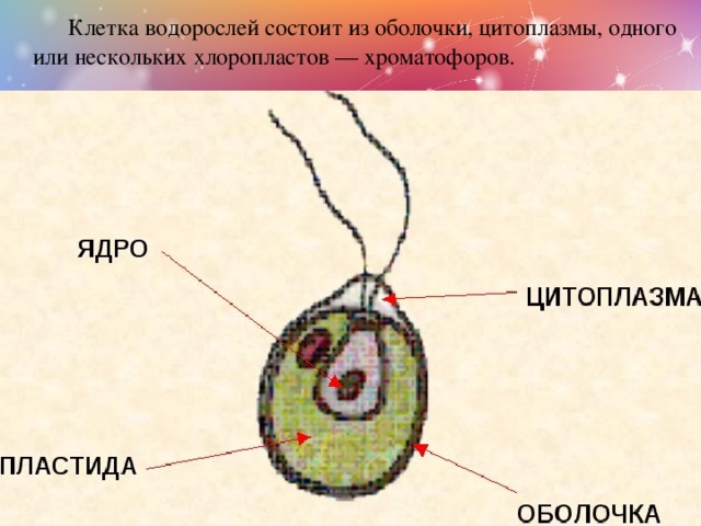   Клетка водорослей состоит из оболочки, цитоплазмы, одного или нескольких хлоропластов — хроматофоров. 